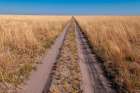 Vehicle tracks on a sandy dirt road through savanna Nxai Pan National Park-Botswana Art Print
